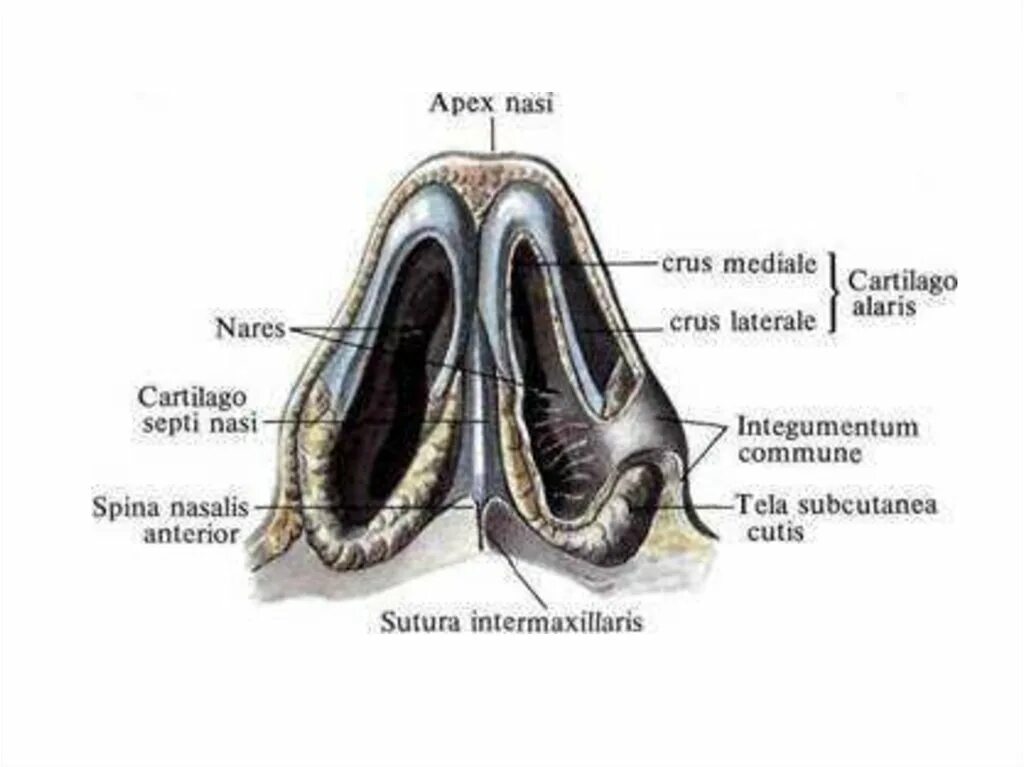 Анатомия наружного носа хрящи носа. Анатомия носа костно-хрящевая перегородка носа. Носовая перегородка хрящ строение.