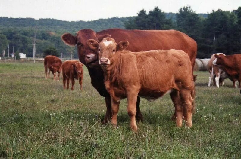 Порода коров скрещенные. Порода крс браман. Бифало крс. Гибрид коровы. Бифало порода крс.
