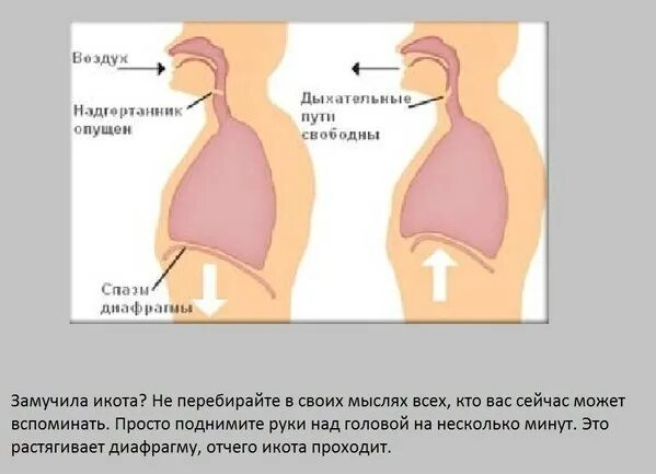 Почему постоянно икаешь. Икота спазм диафрагмы. Физиология икоты. Отчего происходит икота. Кратковременная икота.