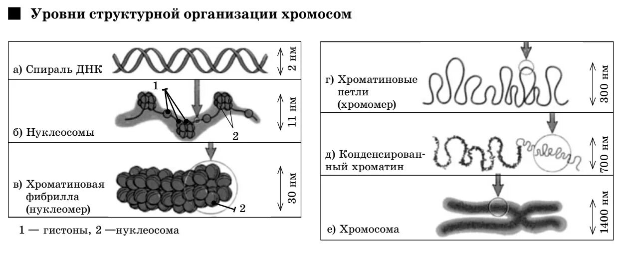 Образование двухроматидных хромосом спирализация хромосом. Уровни структурной организации хроматина хромосом. Структурная организация хромосом. Уровни структурной организации хроматина. Этапы компактизации хроматина.