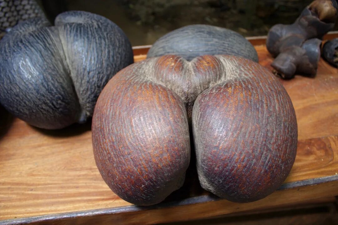 сейшельский орех коко-де-мер. коко де мер сейшелы. плод кокосовой пальмы. плод сейшельской пальмы коко-де-мер. коко де мер орех.