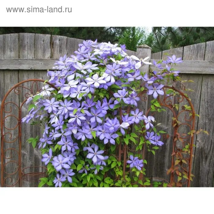 Морозостойкость клематиса