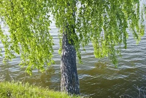 Над той рекой над той березкой