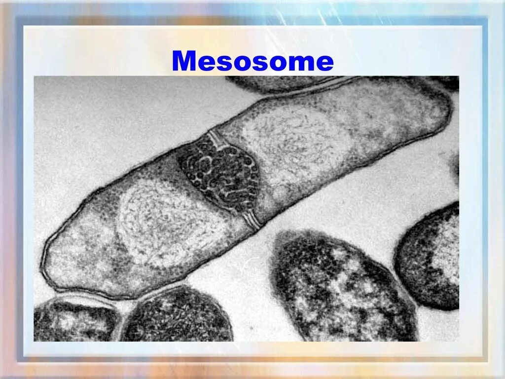Мезосомы прокариот. Мезосомы бактерий. Мезосома у бактерий это.