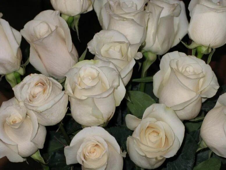 Саженцы белой розы. Белые розы. Букет белых роз.