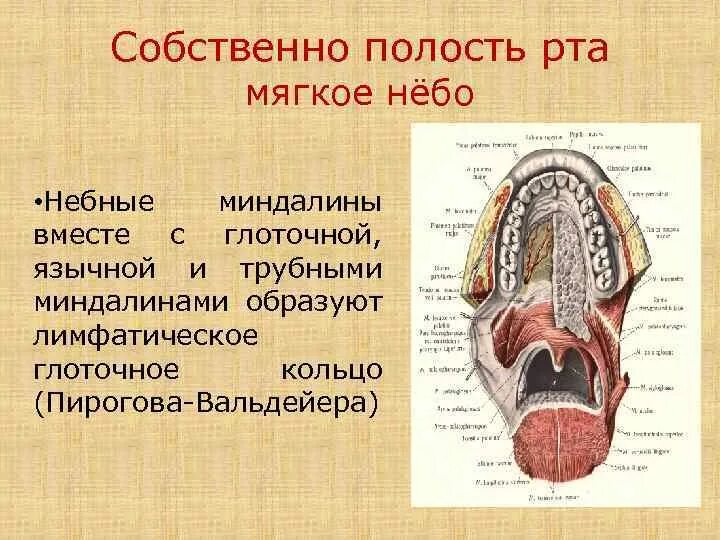 Сообщения полости рта. Костные образования формирующие твердое небо. Собственно полость рта ограничена снизу. Костное твердое небо образовано костями.