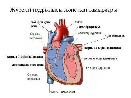 Он төрт жасар қыздардың порно фотолары