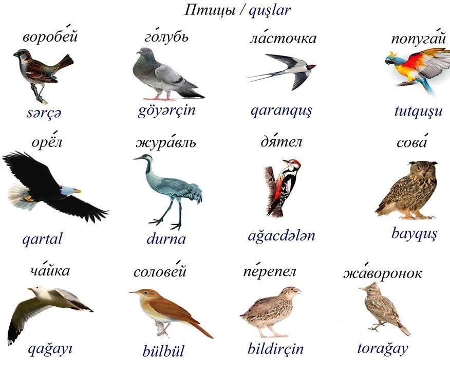 Говорящие птицы названия. Название птиц на осетинском. Птицы на турецком языке. Птицы на азербайджанском языке. Название птиц на чеченском языке.