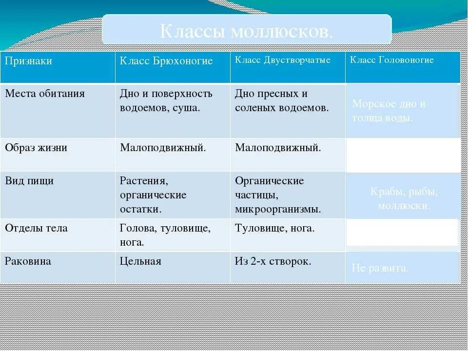 Питание брюхоногих. Органы измельчающие пищу у брюхоногих двустворчатых и головоногих. Таблица по биологии 7 класс головоногие моллюски. Характеристика классов моллюсков. Характеристика класса моллюски.