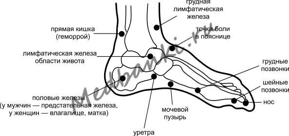 Лимфоузлы кисти