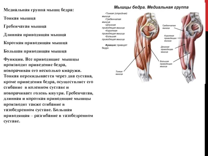 Мышцы приводящие в движение. Медиальная группа мышц бедра. Медиальная мышца бедра функции. Мышцы бедра медиальная группа группа. Медиальная группа мышцы бедра гребенчатая.