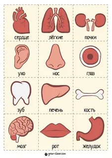 Карточка органы человека