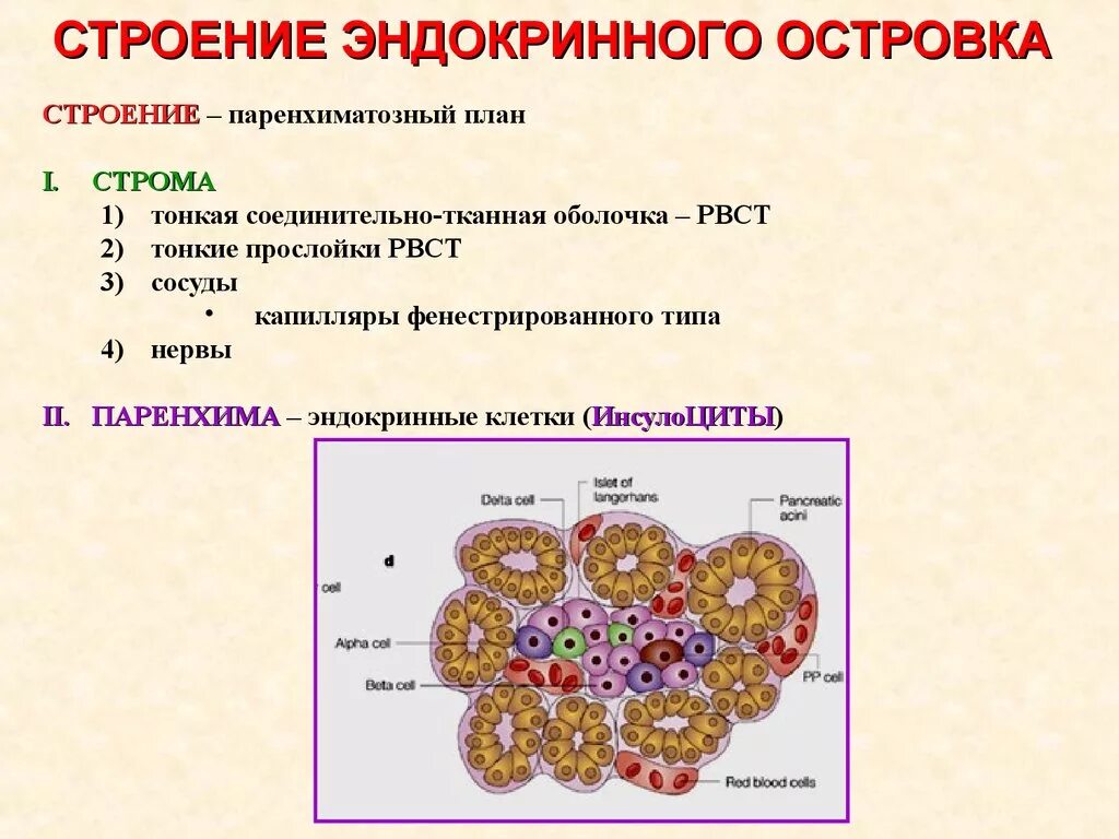 Какие клетки в печени. Строение паренхимы печени. Паренхима эндокринных желез. Строение островка. Строма печени гистология.