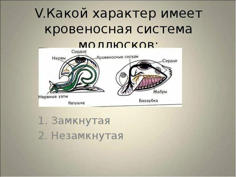 Незамкнутая кровеносная система у моллюсков. Замкнутая кровеносная система у беспозвоночных. Замкнутая кровеносная система и незамкнутая кровеносная система. Кровеносная система моллюсков замкнутая.