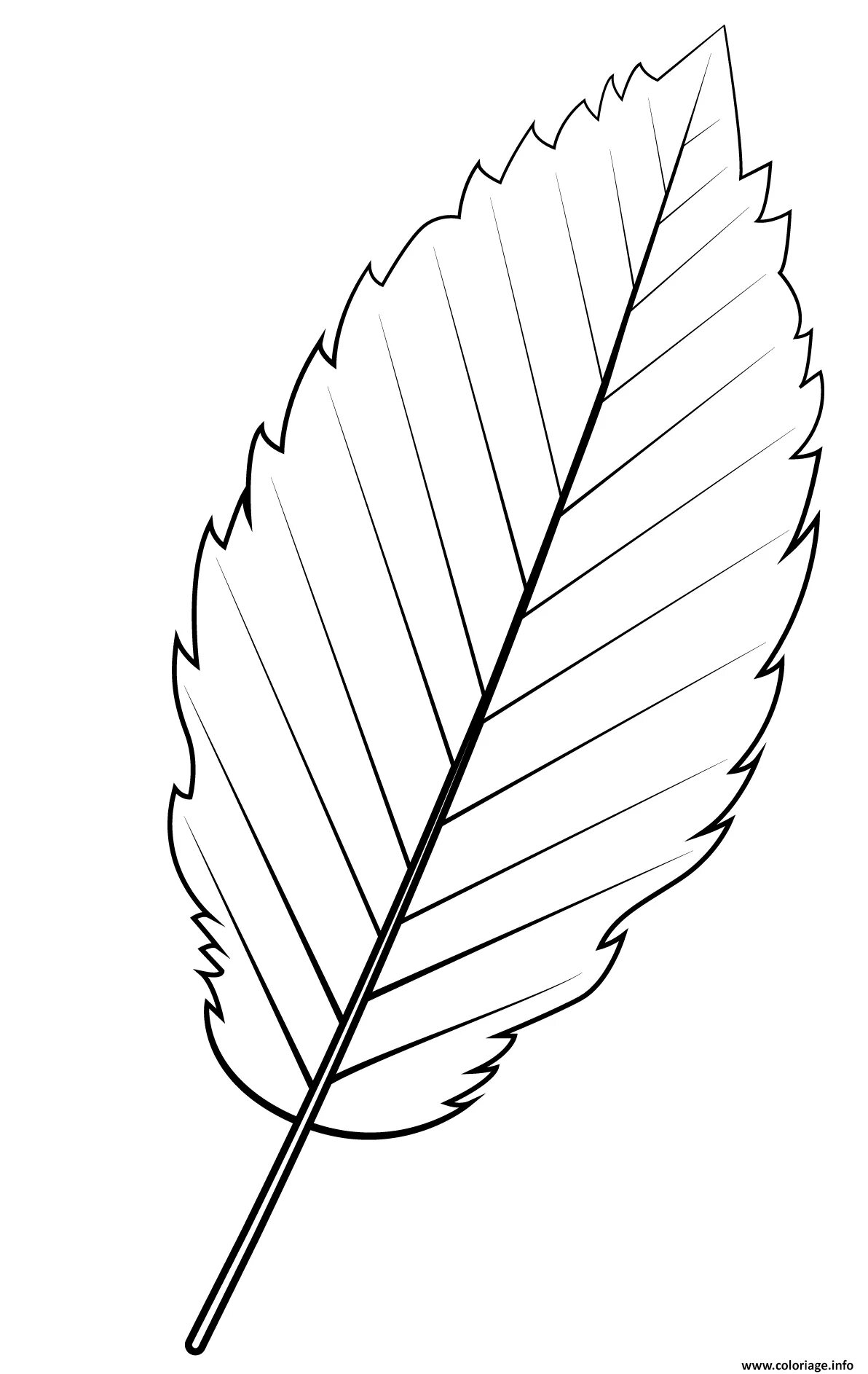 Лист дерева раскраска для детей распечатать Set of leaves stock vector. Illustration of maple, collection 20330676