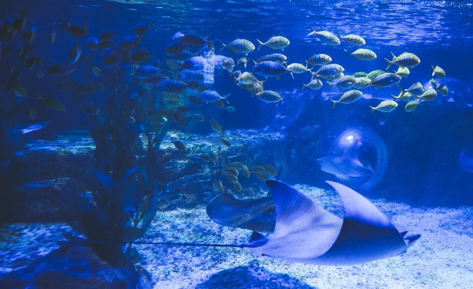Sea life отзывы. Аквариум sea life ганновер. Sea life отзывы. Sea life отзывы. Sea life istanbul.