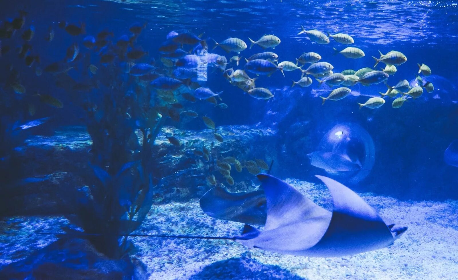 Отзыв sea life. Пусанский океанариум. Пусан аквариум. Пусанский аквариум. Океанариум в Корее.