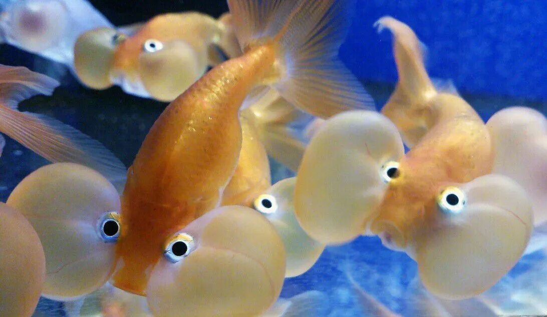 Рыбы условия жизни. Пузыреглаз «водяные глазки». Рыбка пузыреглаз. Пузыреглазка Золотая рыбка. Золотая рыбка водяные глазки.