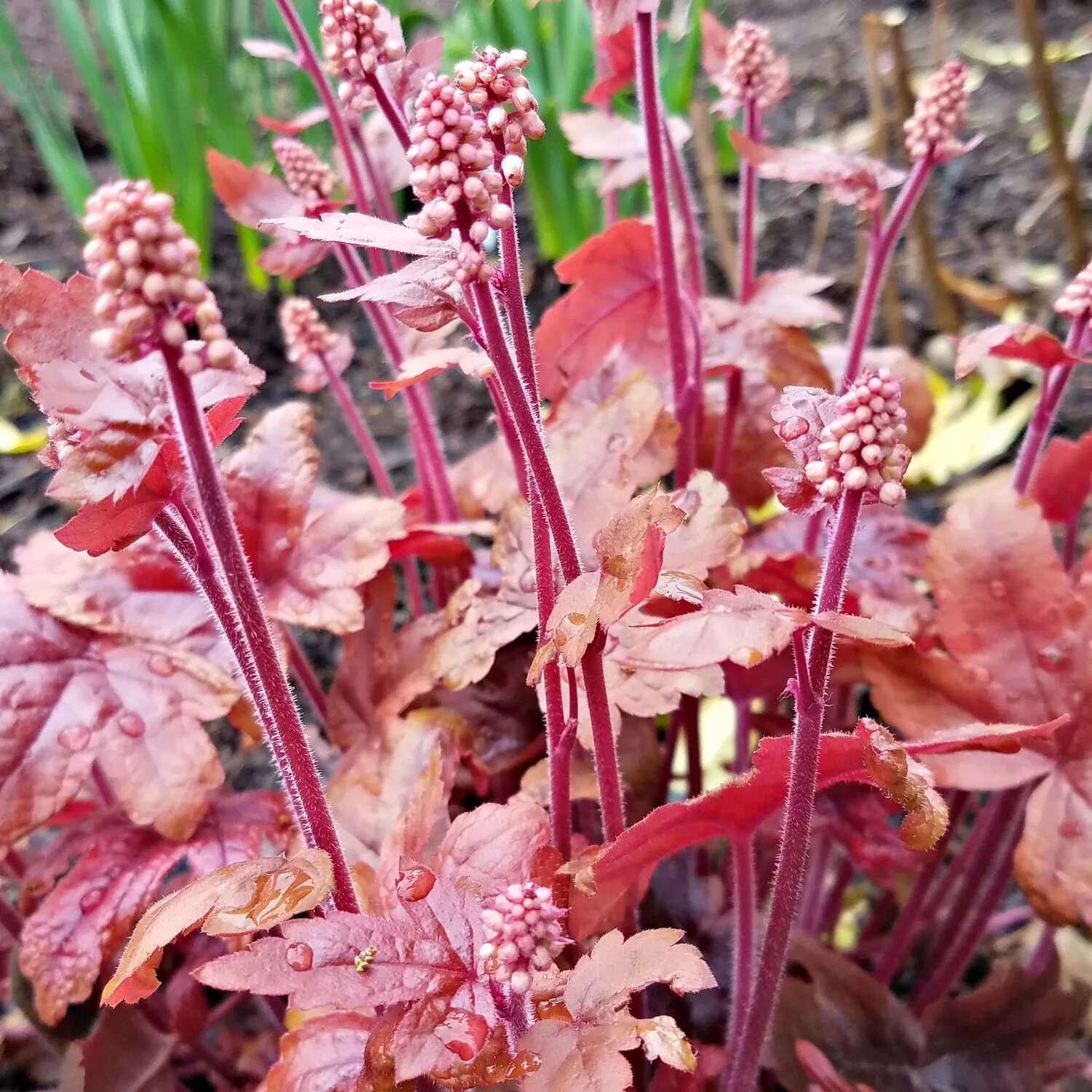 Гейхера после зимы уход. Гейхера. Heuchera гейхера «Lipstick». Гейхера Кассис. Гейхера autumn Bride.