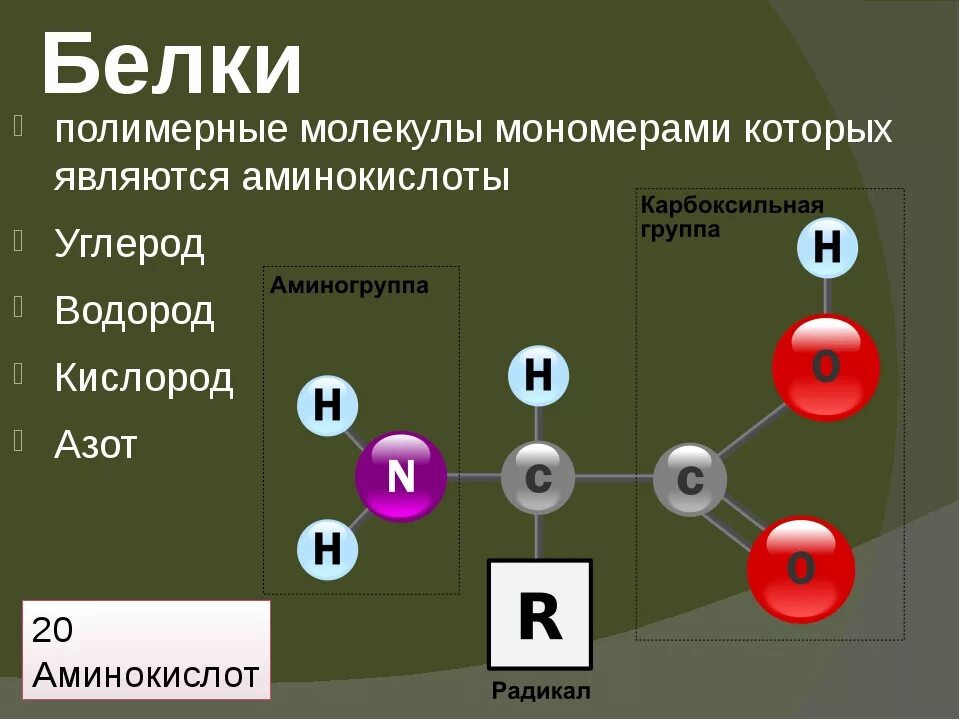 Мономером белка представлена. Структура белков жиров и углеводов. Строение жиров и углеводов. Белки жиры углеводы строение. Молекулы БЖУ.