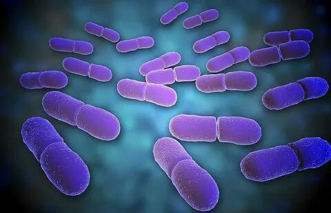 Методы выявления бактерий listeria monocytogenes