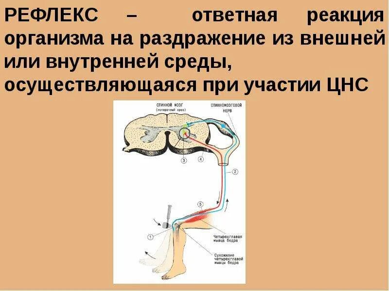 Ответная реакция 6. Ответная реакция организма на раздражение. Ответная реакция организма на раздражение рецепторов. Ответная реакция на раздражение рецепторов. Ответная реакция организма на раздражитель.