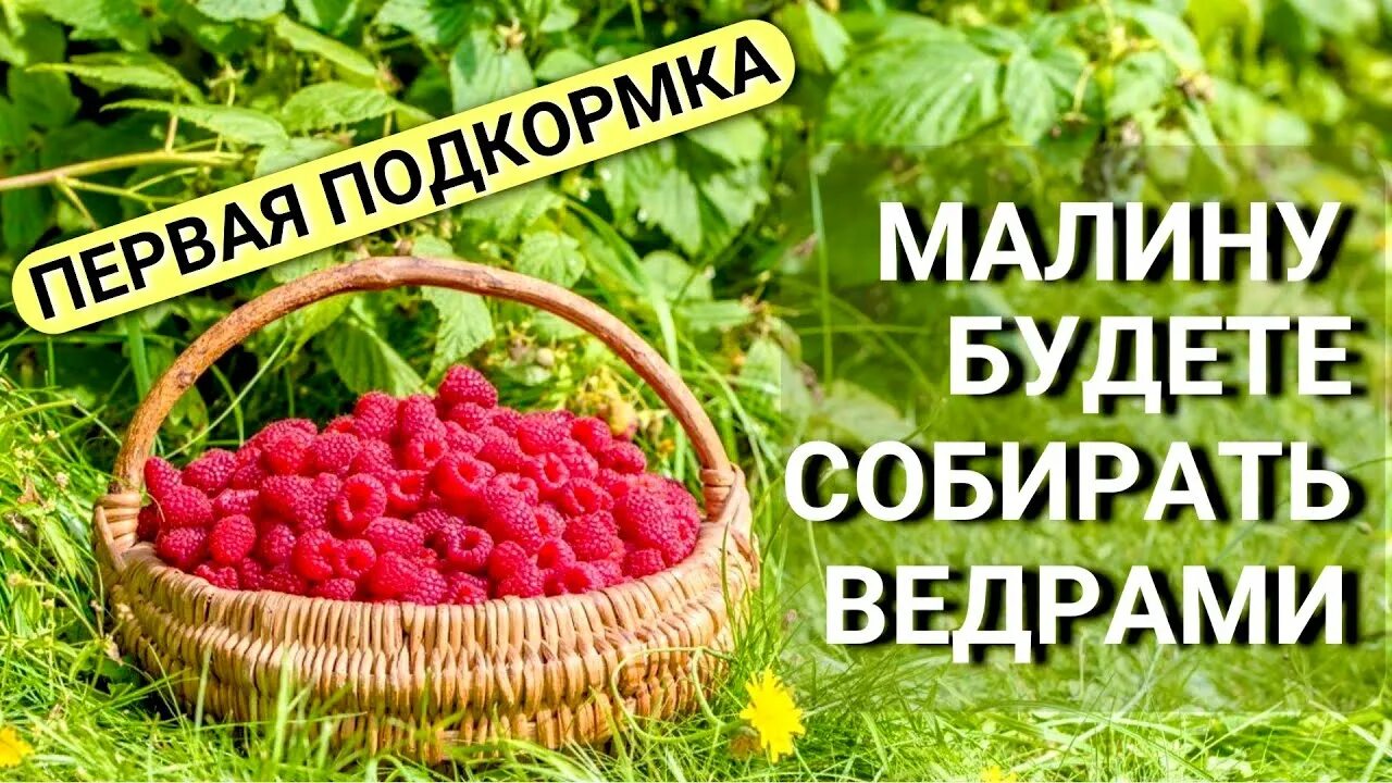 Удобрение для малины. Подкормка малины весной. Подкормка малины весной для большого урожая. Малина подкормить весной.