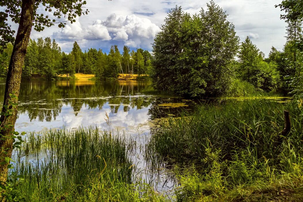 Лесное озеро. Лесные озёра средней полосы России. Озеро в лесу. Речка в лесу.