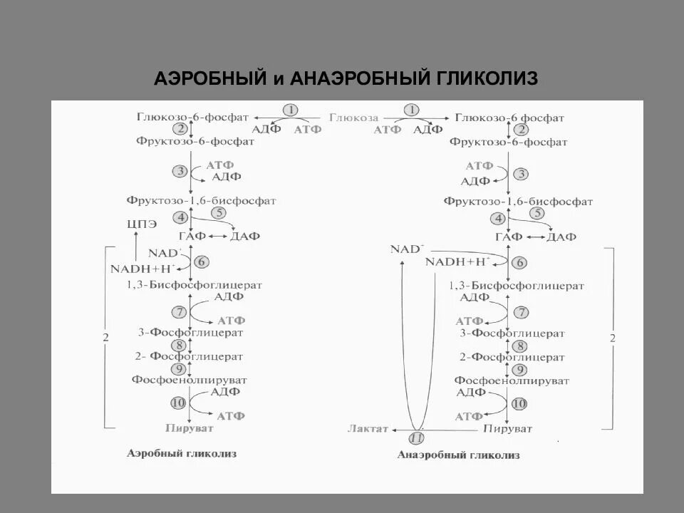 Анаэробный распад. Общая схема аэробного гликолиза. Схема реакции аэробного гликолиза Глюкозы. Функции гликолиза биохимия. Суммарная реакция аэробного гликолиза.