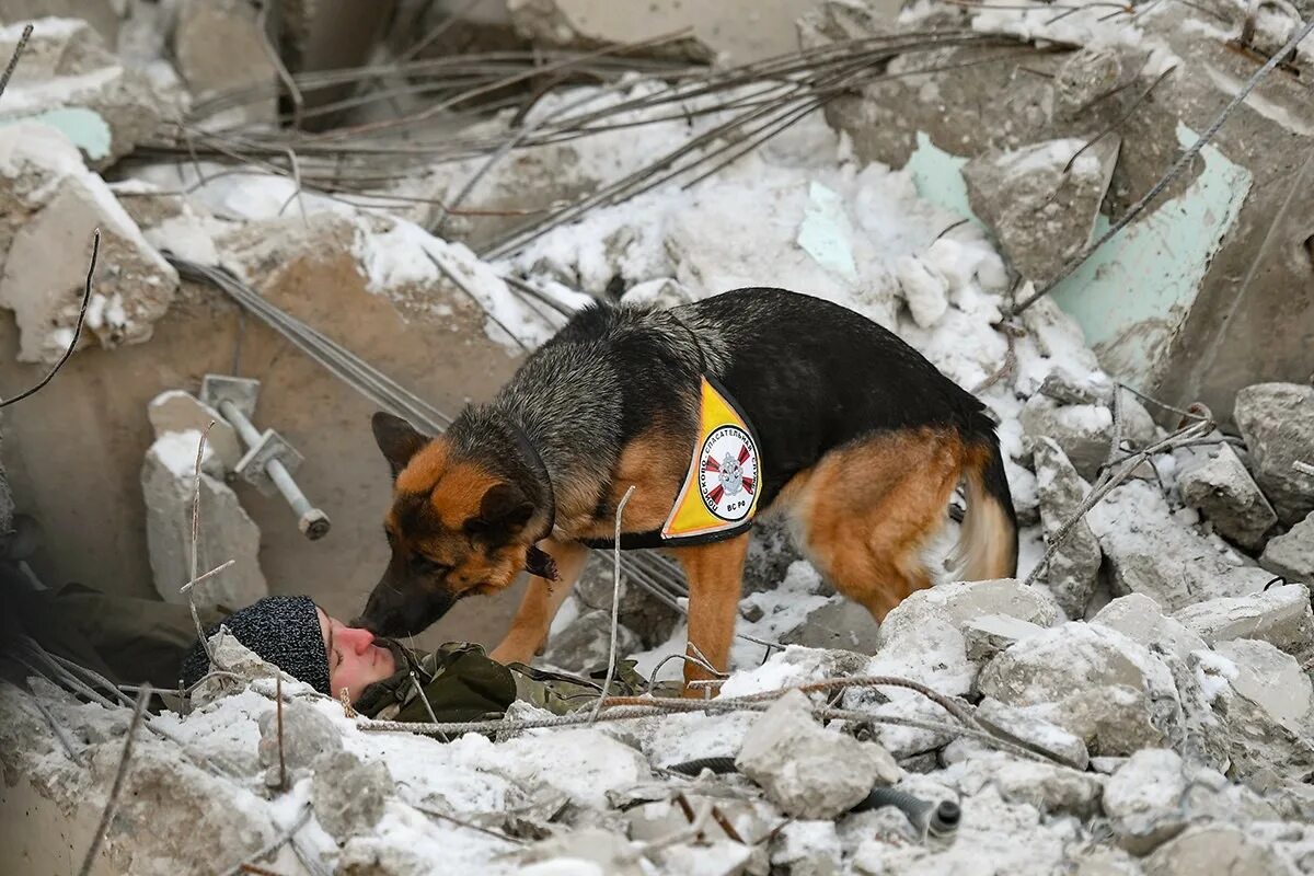 Поисково спасательная служба собак. Собаки спасатели. Поисково спасательные собаки. Служебные собаки спасатели.