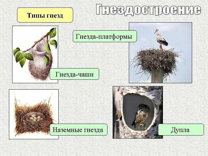 Гнездостроение и типы гнезд. Типы гнездования. Класс птицы размножение. Типы гнезд птиц.