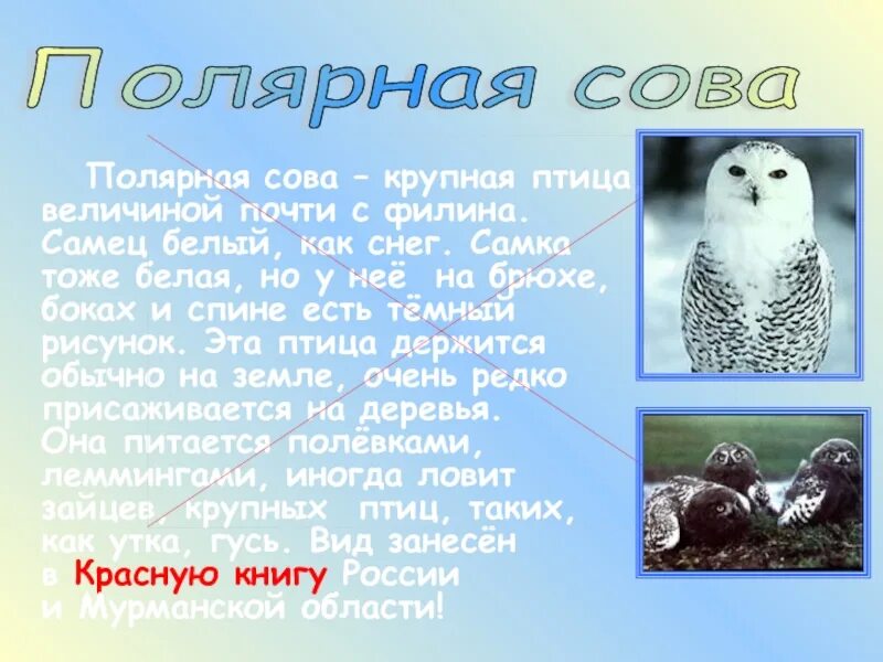 Сообщение про полярную сову. Сообщение про полярную сову