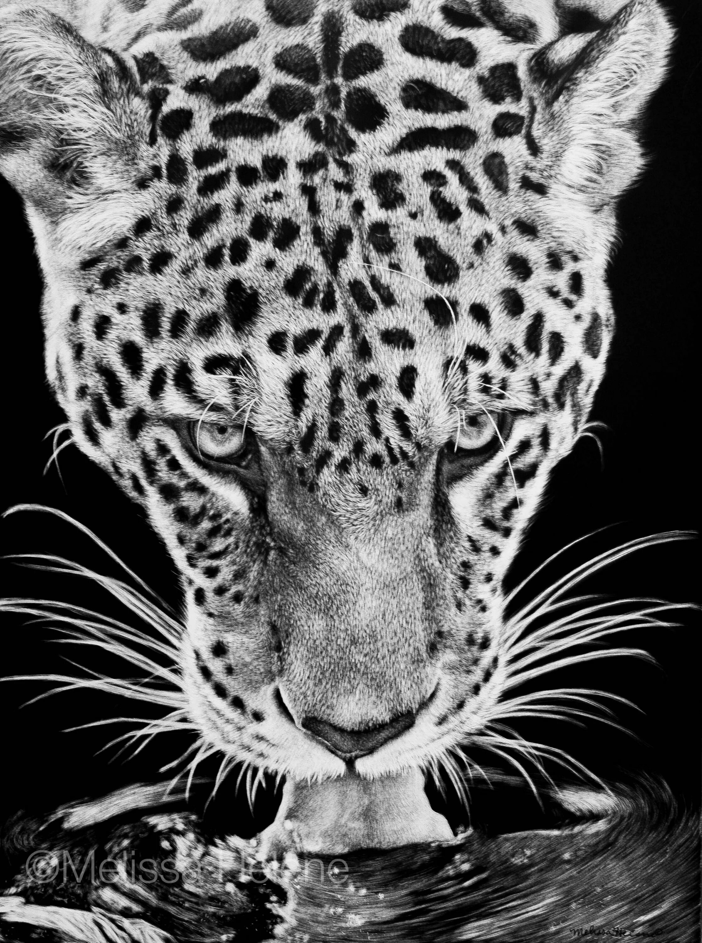 Переднеазиатский леопард. Черно белые картины. Черно белые животные. Леопард черно белый.