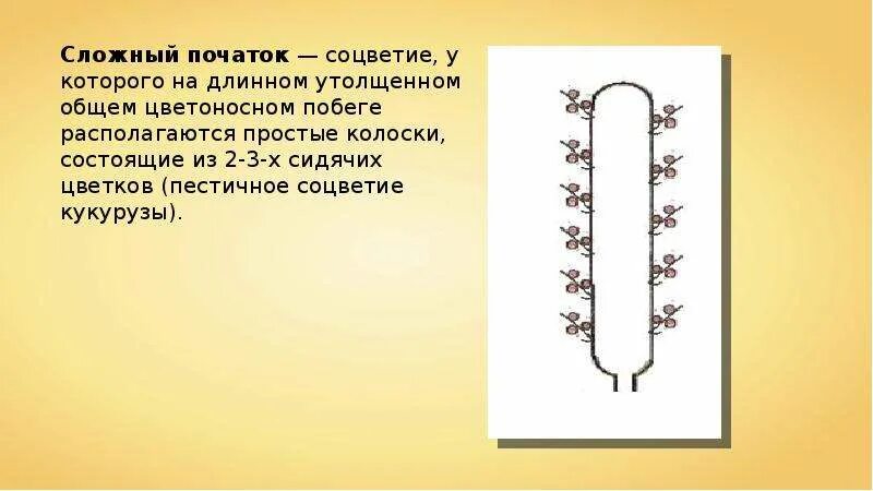 Сложный початок. Простые соцветия початок. Соцветие сложный початок. Соцветие початок примеры.