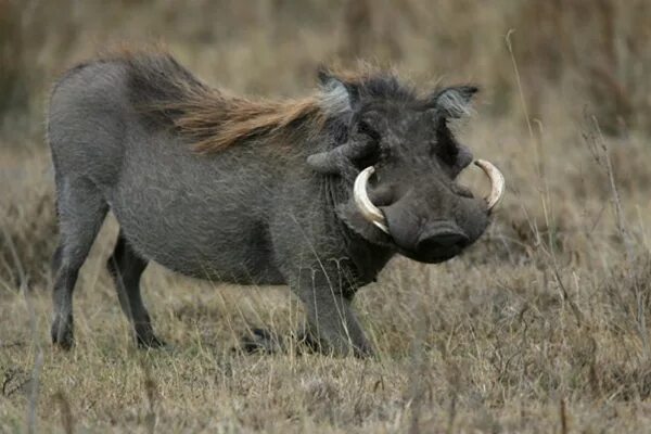 Dosiero:Warthog at Breakfast (30879889028).jpg - Vikipedio