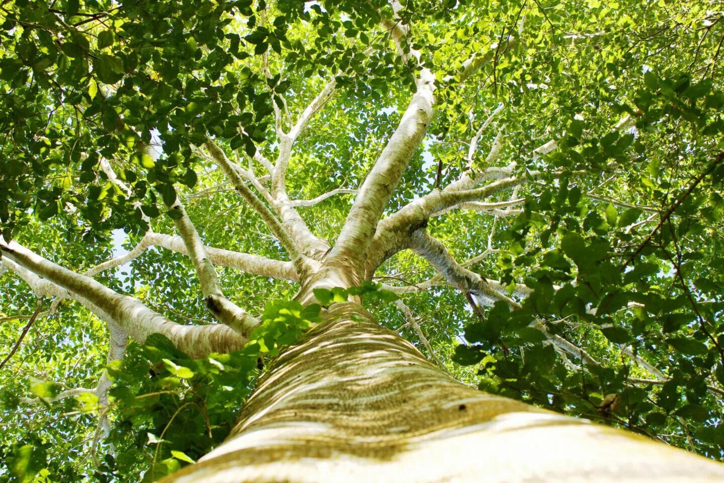 Tree us. Wave knock over trees.