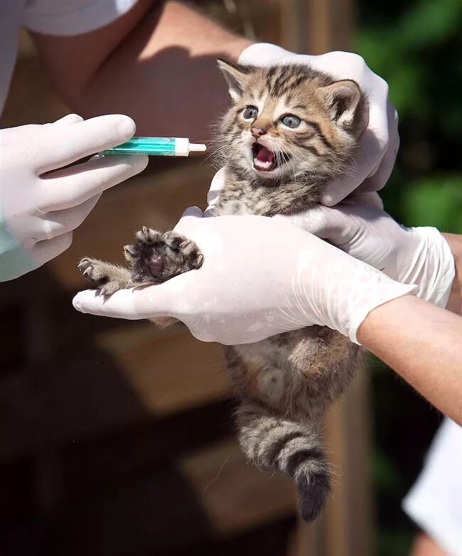 Лечить котика. Лечить котика. Котенок ветеринарная клиника. Ветеринар фельдшер. Лечить котика.