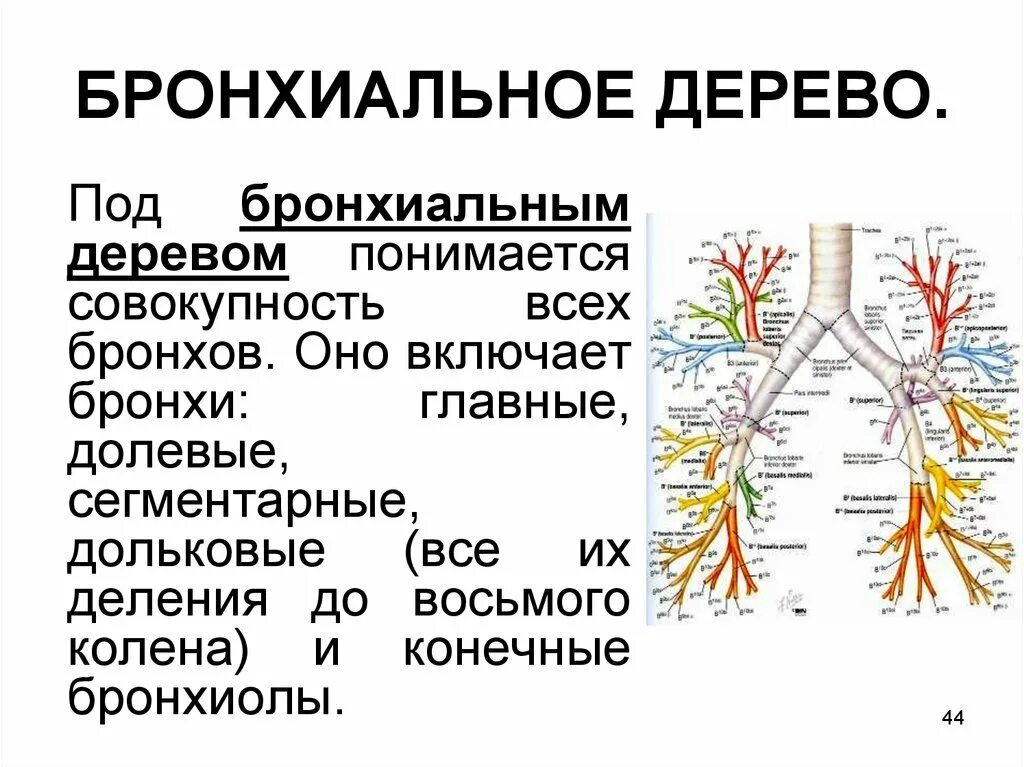 Очаги по типу дерева в почках. Бронхиальное дерево сегментарные бронхи. анатомия бронхиального дерева на кт. бронхиальное дерево главные бронхи долевые бронхи сегментарные. строение бронхиального дерева анатомия.