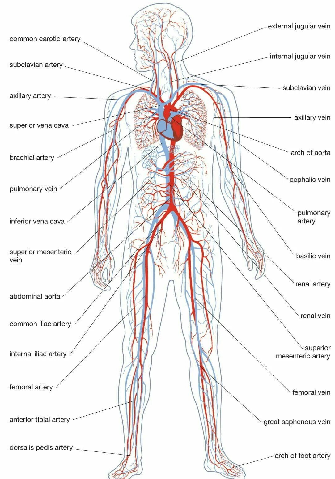Артериальная и венозная система. Система кровообращения артериальная система. Кровеносная система человека схема анатомия. Артериальная система схема. Вены и артерии схема