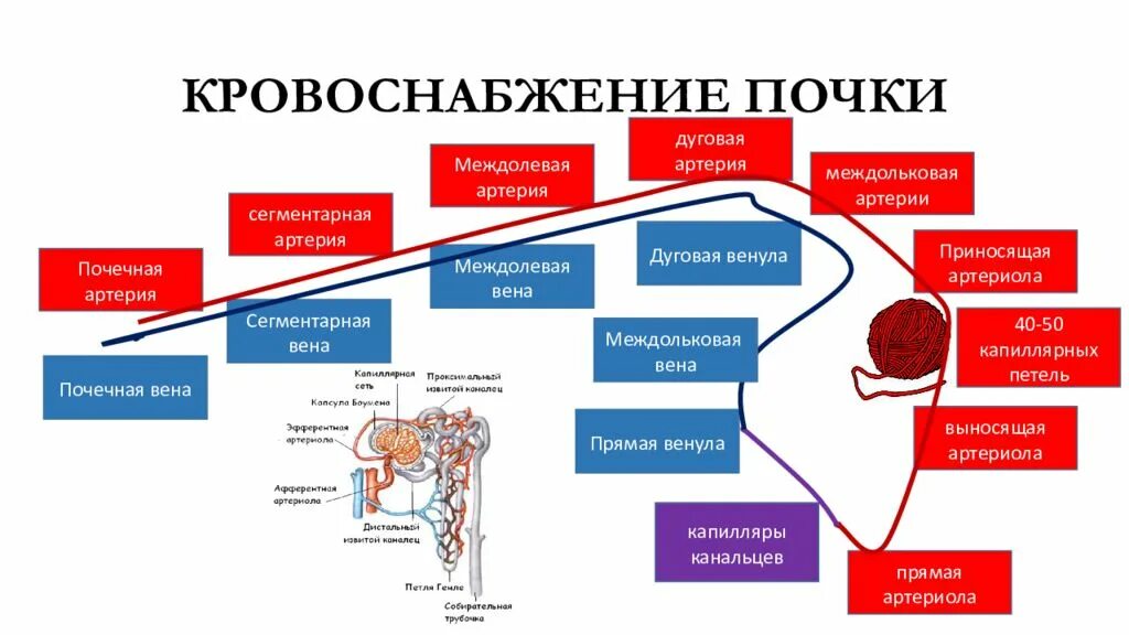 Схема кровотока в почках. Схема кровообращения почек. Кровеносная система почек человека. Кровоснабжение почки схема. Система кровообращения почек