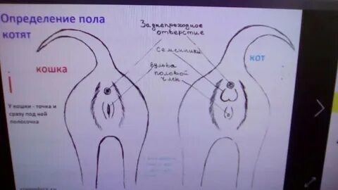 Как понять пол 4