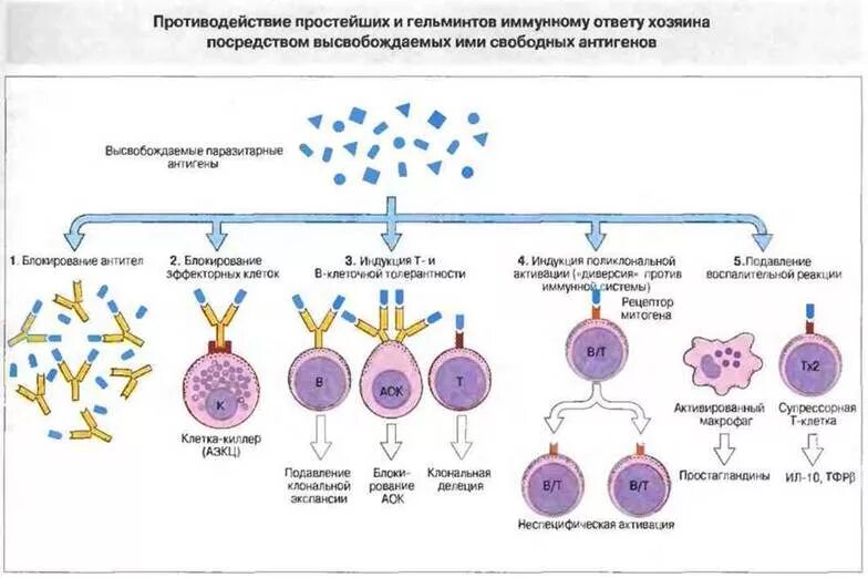 Супрессия иммунного ответа. Схема клеточный иммунного ответа на паразит. Схема противогельминтного иммунного ответа. Механизмы иммунной защиты организма от инфекции. Схема иммунного ответа паразиты.