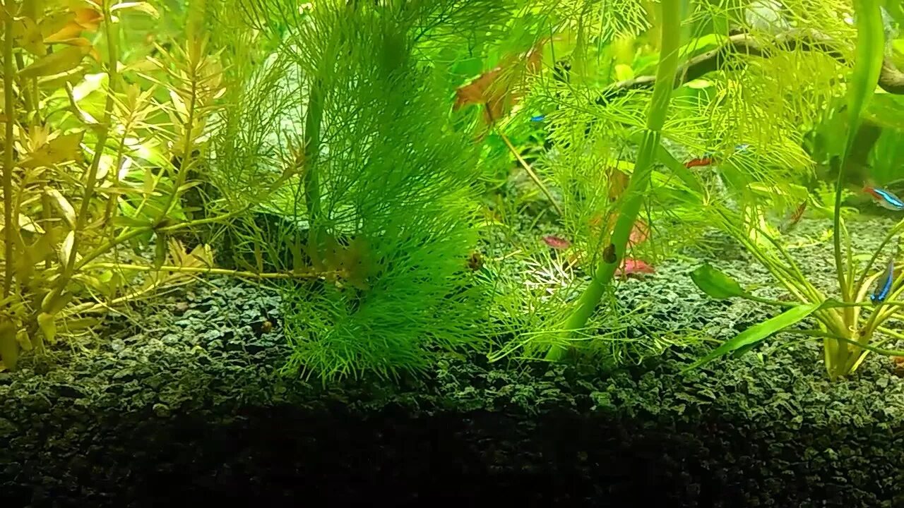 Барбус вишневый мальки. Неоны рыбки нерест. Нерест неонов. Неон рыбки аквариумные мальки. Данио неон икра.