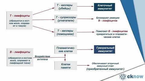 Иммунитет егэ