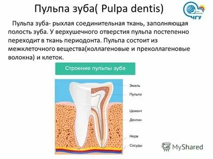 Как выглядит пульпа