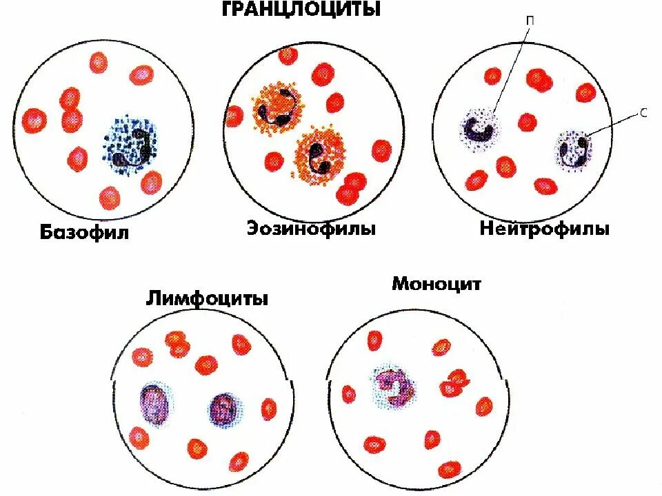 Лейкоциты группа крови. Типы клеток крови рисунок. Лейкоцитоз нейтрофилов эозинофилов. Клетки крови гранулоциты. Базофильный лейкоцит рисунок.