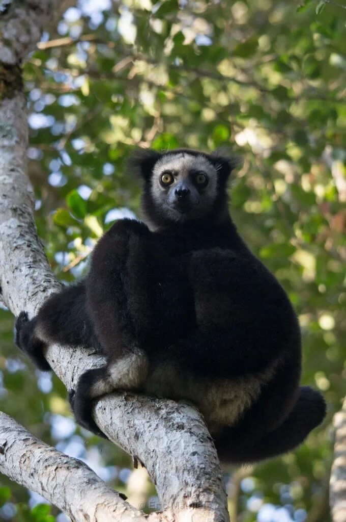 короткохвостый индри. индри мадагаскара. мохнатый индри 6 букв сканворд. индри бабакото. лемур индри мадагаскар.