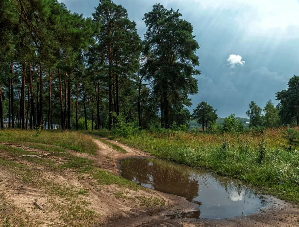 После сосновый. После сосновый. Диковский лес вологодский район. Бурлинский ленточный бор. Сосновый лес после дождя.