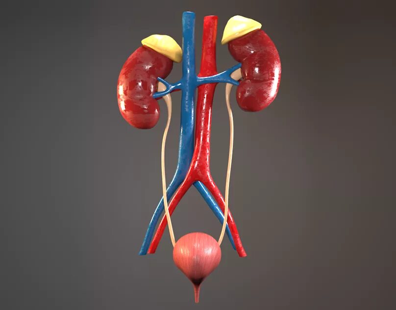 Urinary system. Urinary tract. Мочевыделительная система гифка. Макет мочеполовой системы.