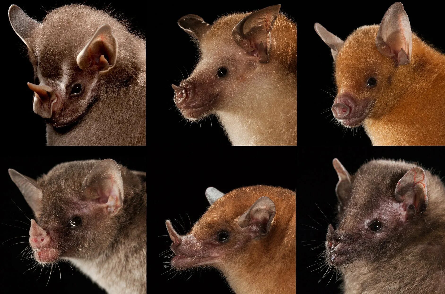 Эволюция рукокрылых. Эволюция летучих мышей. Мыши Эволюция. Эволюция мышей предки.